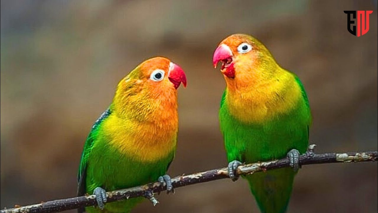 Morning Birds & Calm Music | Start Your Day Relaxed and Refreshed