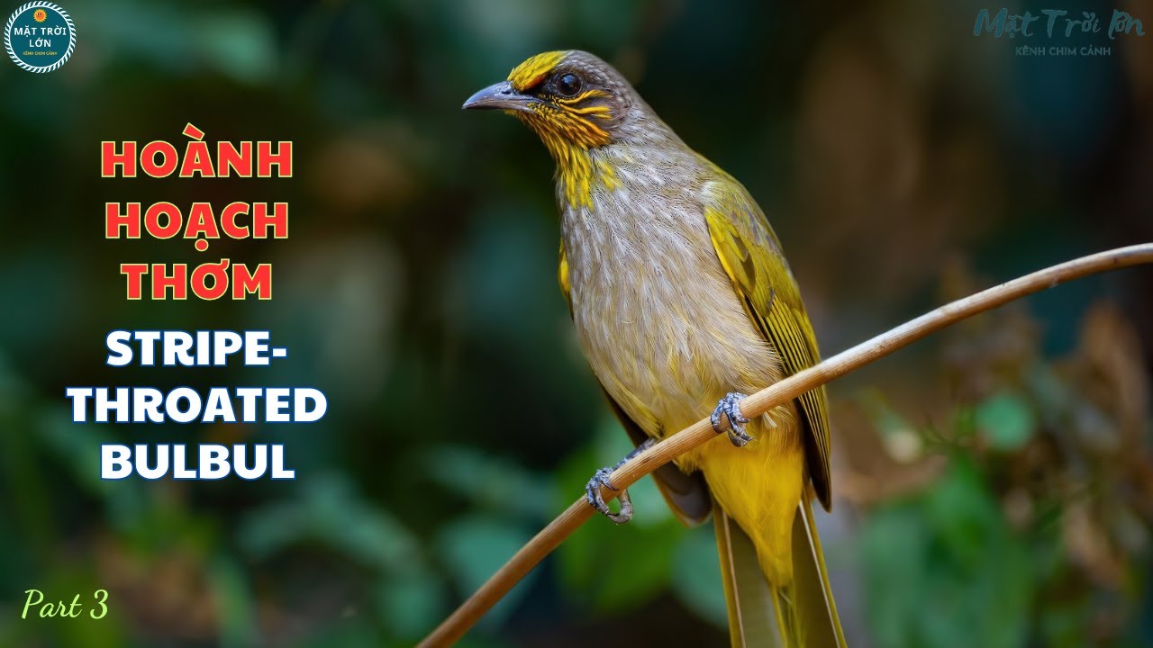 ✅Tiếng Hoành hoạch thơm mồi hót | Bông lau họng vạch✅Stripe-throated Bulbul ✅นกปรอดคอลาย #hoanhhoach