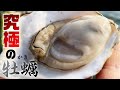 世界が認めた秘境に生息する究極の牡蠣