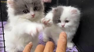 Play high five with adorable kittens.