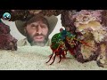 Mantis Shrimp Punch Test!