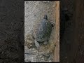 Red eared slider laying eggs