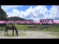 【ハルウララ】２７歳になったハルウララが過ごすオーナーとの穏やかな日々　ウマ娘で人気再燃「馬と人間がウィンウィンに」【Haru Urara】