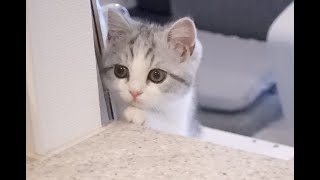 A kitten watching the dishwashing.