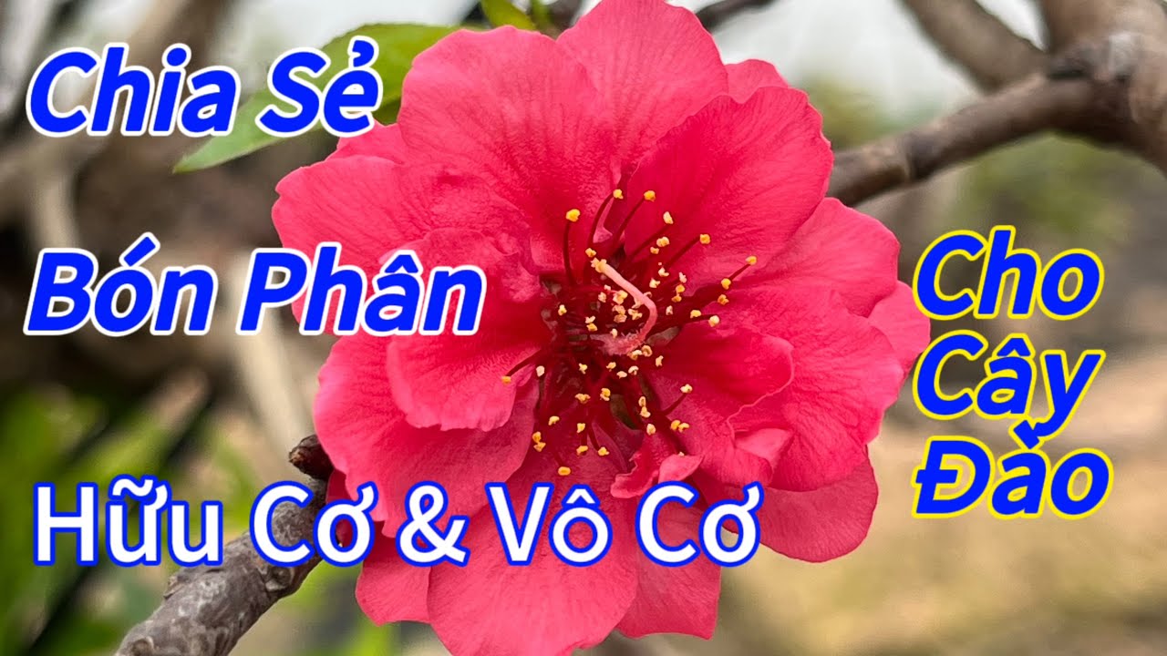 Đào Tết - Chia sẻ cách bón phân hữu cơ và vô cơ của nhà vườn - Vườn Nhà Bon (p79 )#daotet