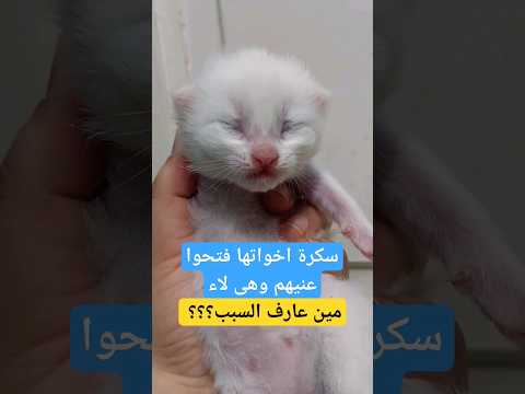 مش راضية تفتح عينها كيتى وولادها