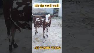 टॉप क्लास बरबरी बकरी फोर सेल Up Azamgarh #shortvideos#trending#viral#farming#animals#viral#shorts