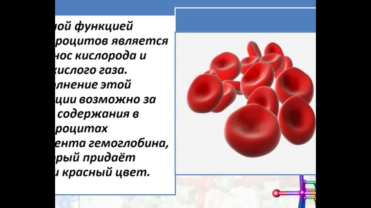 Какую защитную функцию выполняют эритроциты