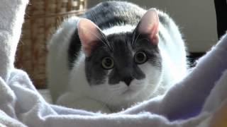 Funny Stalking Cat