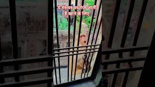 भूखा है बहुत बेचारा#manki#love #shortsvideo
