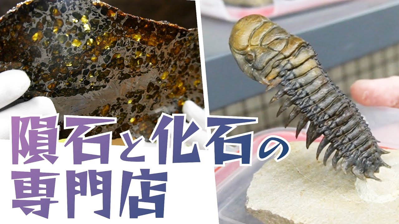 恐竜化石 足跡 | イベントアイテムのワン・ステップ 希少 グラレーター