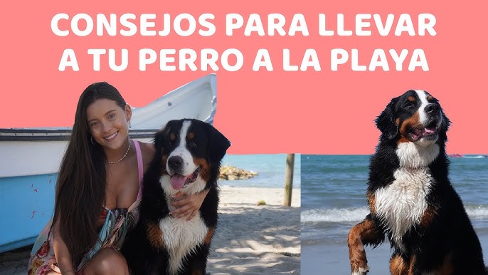 Piscinas para ir con perro, Guía Repsol