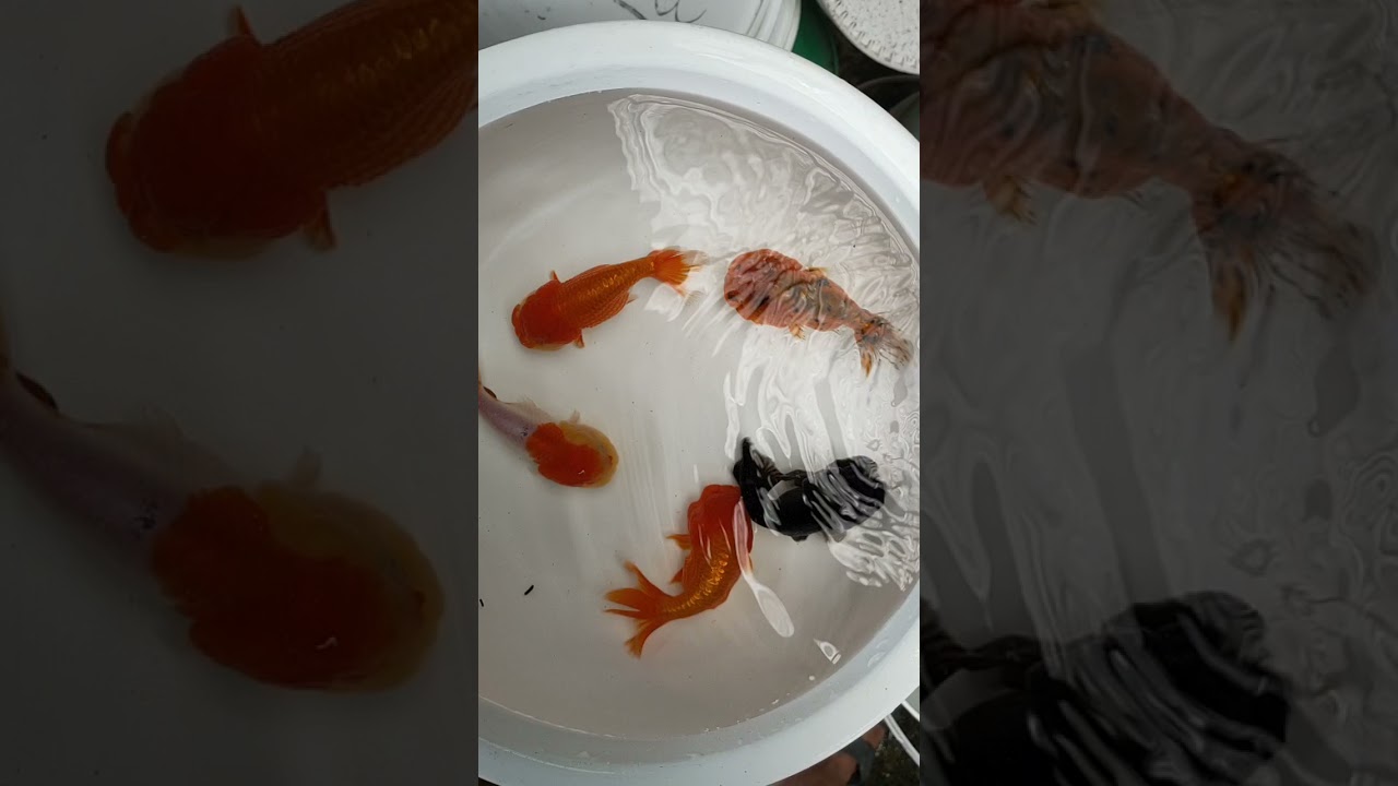 大頭貓壽星 縮圖