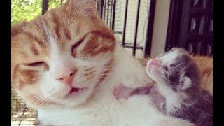 Самый заботливый папа в мире: как кот усыновил котёнка! Самый заботливый папа в мире: как кот усыновил котёнка!