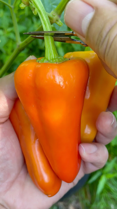 Hot Chili Pepper Harvest #farming #garden #pepper
