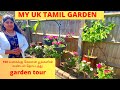 Blue rose      london tamil garden tour  uk tamil vlog