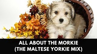 All About The Morkie (The Maltese Yorkie Mix)