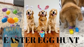 EASTER EGG HUNT FOR OUR GOLDEN RETRIEVERS