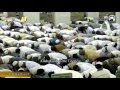 Makkah Taraweeh 2017 - 17th Ramadan - Sheikh Sudais 2/2