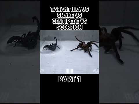 PART-1 😱😱 ||TRANKULA VS SNAKE VS CENTUPEDE VS SCORPION|| #shorts #youtubeshorts #explore #daily