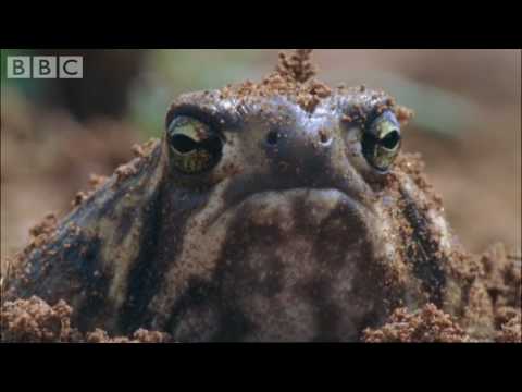 Attenborough: Amazing Rain Frogs - Life in Cold Blood - BBC wildlife