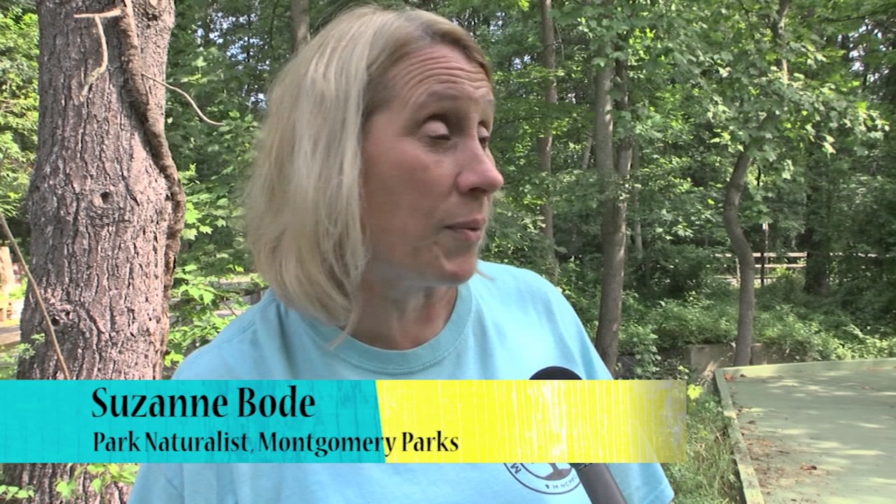 Montgomery Park Volunteers