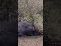 Living his best life. A sneaky hyena crawl out of a dead hippo carcass