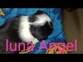 15 days cute baby luna angel please subscribe  help me   