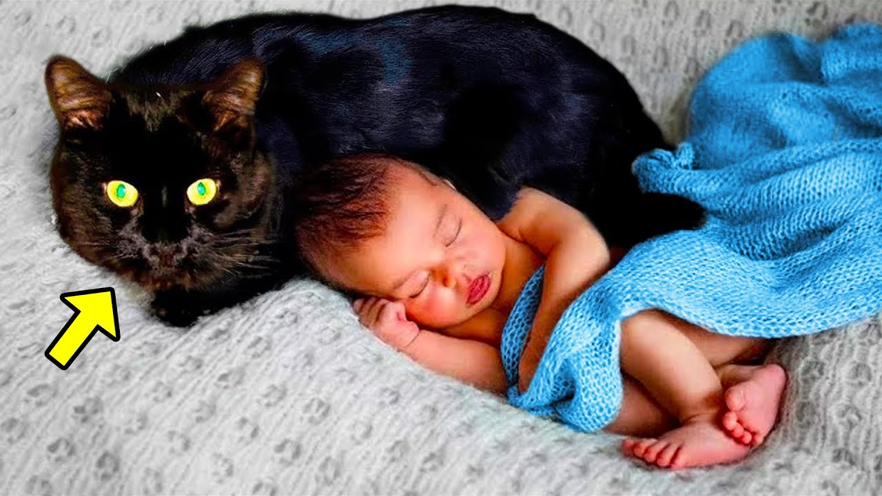 Angry Cat Won't Leave Baby Alone. When Parents Discover Why, They