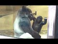 パパに触れる子供の頬に優しくキスする父モモタロウ⭐️ゴリラ Gorilla【京都市動物園】Momotaro gently kissed Kintaro who touched his face.