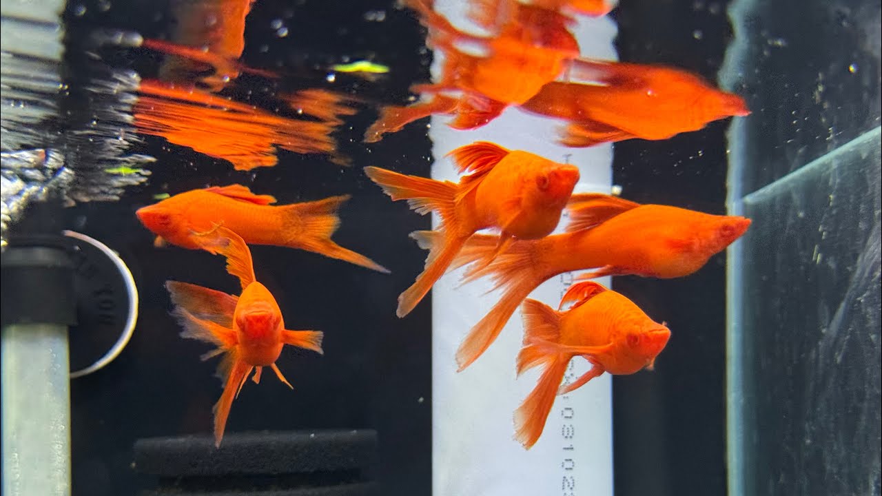 Combo thuỷ sinh KIẾM - MOLLY - GUPPY siêu rẻ part 9