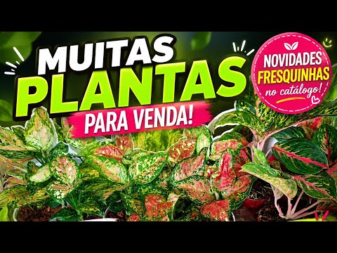 GORGEOUS PLANTS FOR SALE 😍🌿 | FRESH NEW ARRIVALS IN THE CATALOG!