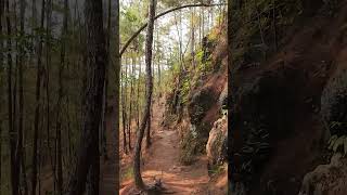 Yellow Trail At Camp John Hay A Serene Walk In Baguios Nature