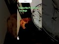 funny dogs