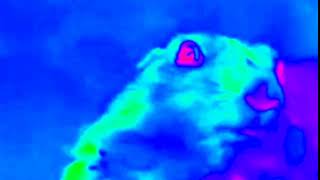 Dramatic Chipmunk Enhanced with Clearer