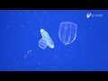 アミガサクラゲの捕食
