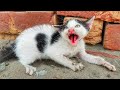 Rescue a very angry feral kitten and earns his love