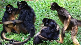 SPIDER MONKEY | Amazing Reaction | ANIMAL LIFE