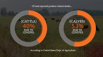 Coyote Effects on Livestock and Best Ways to Control | Farm and Ranch Management
