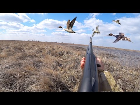 ОТКРЫЛИ СЕЗОН ОХОТЫ НА УТОК! НА ЛУЖЕ!
