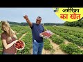 अमेरिका में Strawberry के खेत का मनोरम दृश्य