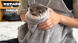 お腹ポケットにカワウソ入れたら赤ちゃんカンガルーになった Otter in Pouch Like a Baby Kangaroo