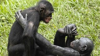love of bonobos#bonobos vs chimpanzee#wild wives of Africa