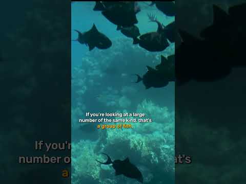 What's the plural of fish? 🐟🐡 #science
