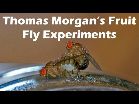 Thomas Morgan&rsquo;s Fruit Fly Experiments