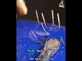 شاهد حتى النهاية المفاجأة تستحق Shorts قصص اكسبلور شاهد حتى النهاية المفاجأة تستحق Shorts قصص اكسبلور