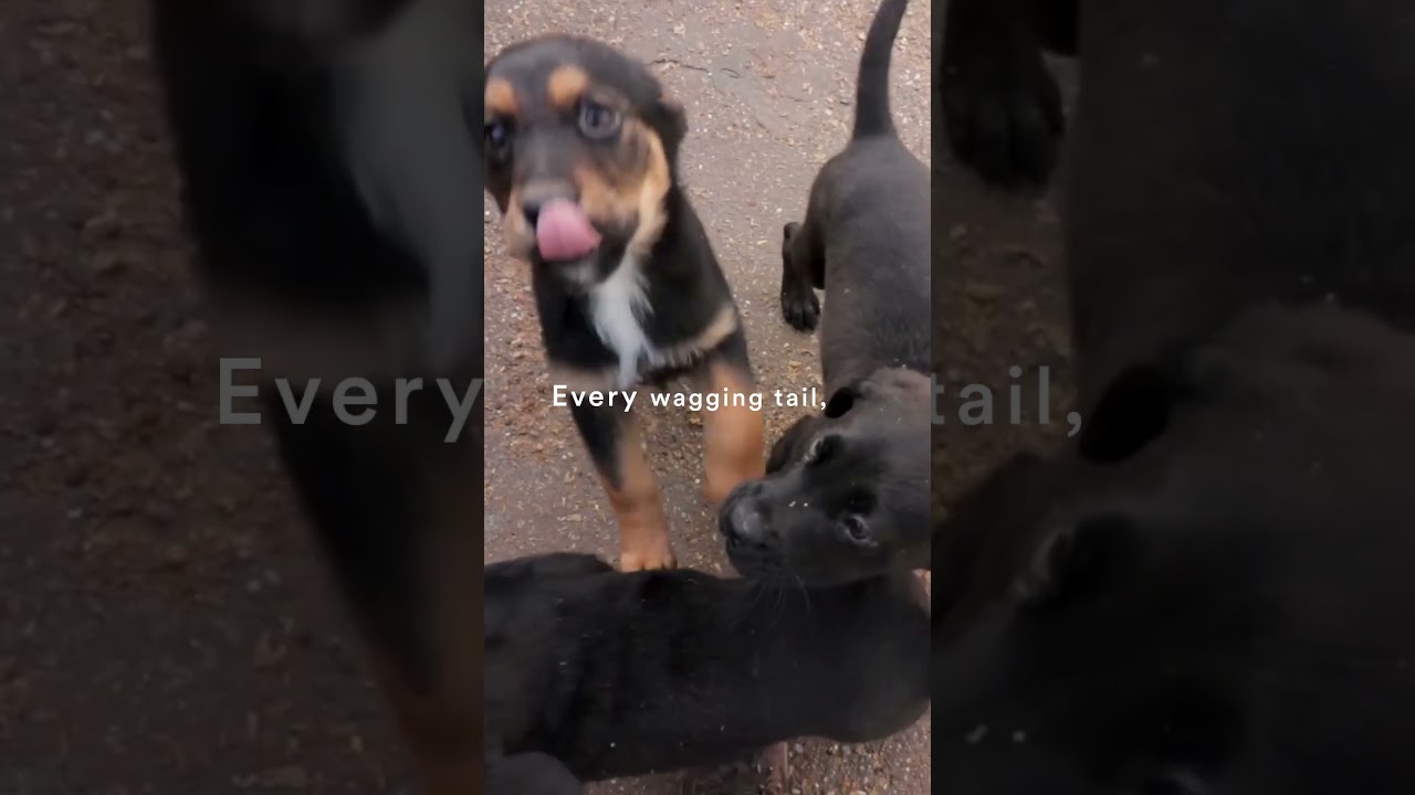 Give Back To Animals In Need: Donation December For Animal Shelters 🐾🎄