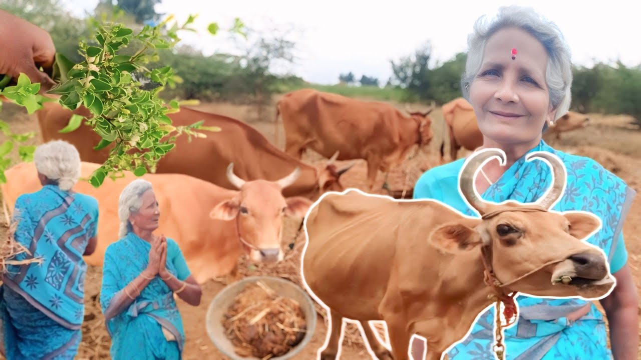 4 மாடுகள் வளர்த்து சாணத்தை முல்லை பூ செடிகளுக்கு உரமாக பயன்படுத்தும் பாட்டியம்மா | Siva Arun Tv