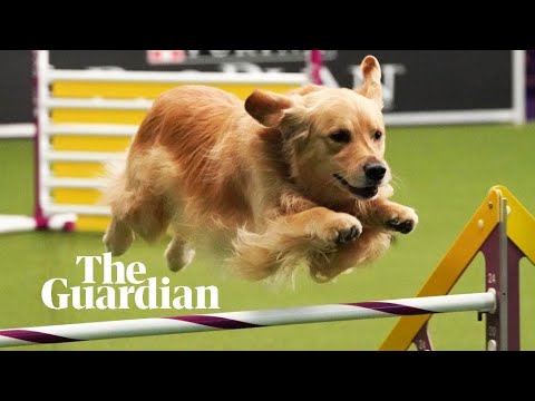 Videó: SuperZoo 2016 3. nap: Teckelklub kutyák és PetPodok