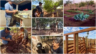 We visited our cousin João's rubber tree plantation | Starting to make the bovine neck brace